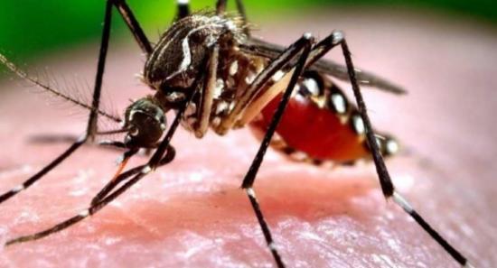 Majority Dengue Cases Linked To DENV-2 Strain